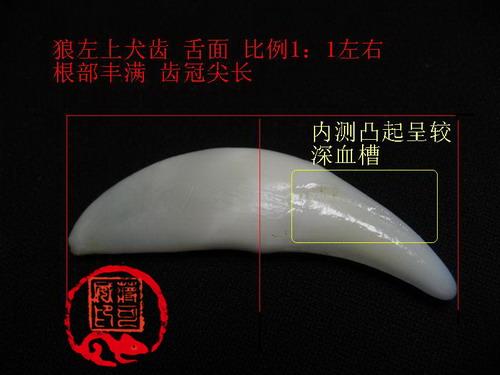狼牙价格