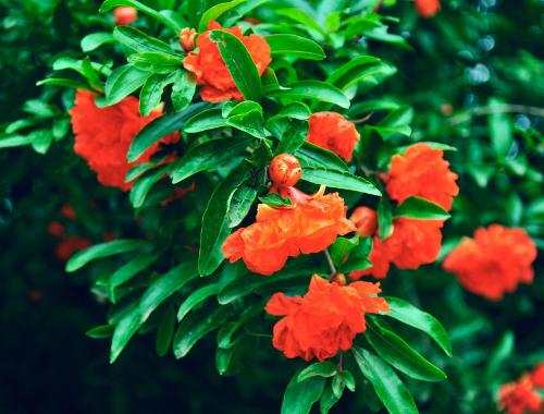 石榴花(千屈菜科石榴属植物)