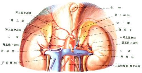 (二)位置++++肾上腺位于左