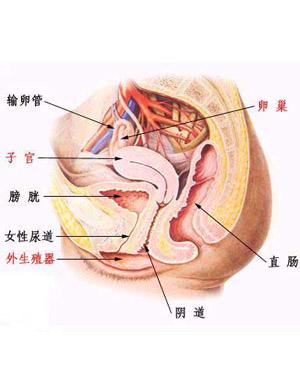 女性得了阴道炎,要及时治疗