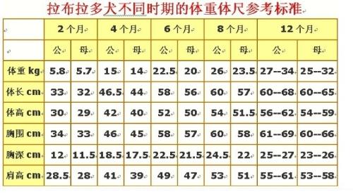 拉布拉多犬不同时期的体重体尺参考标准