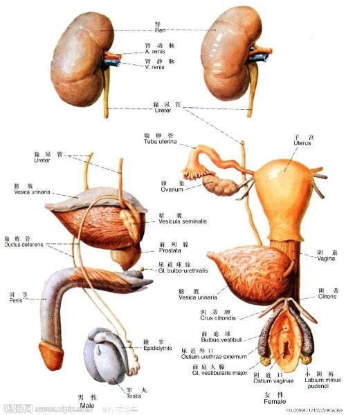 内生殖器由生殖腺(睾丸),输送管道(附睾,输精管,射精管,男性尿道)和