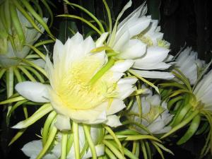 红心火龙果+-+搜搜百科