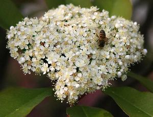 石楠花+-+搜搜百科