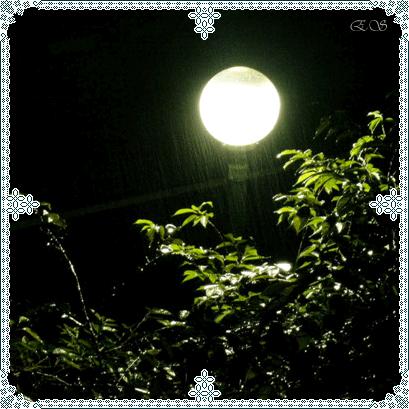 夜月-+搜搜百科