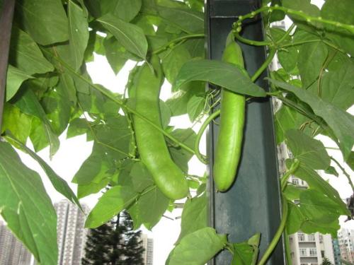 红刀豆-+搜搜百科