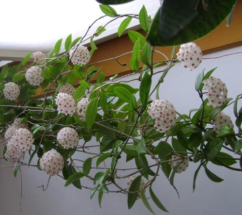 球兰-+搜搜百科