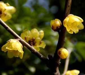 花卉腊梅便宜价格 盆栽花卉室内质量好吗