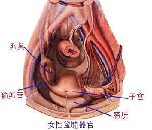 妇科炎症