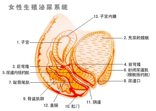 妇科炎症