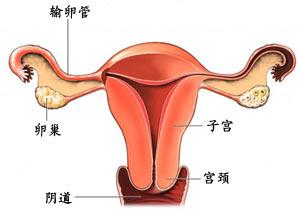 妇科<em>炎症</em> - 搜搜百科