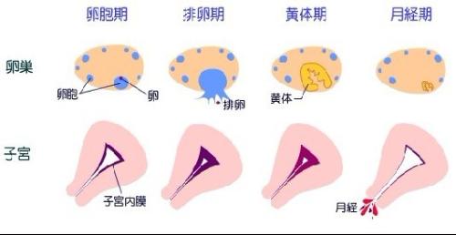 生理性白带