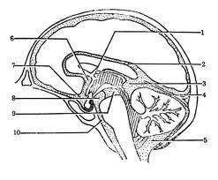 背侧:帆间池,大脑大静脉池,四叠体池,小脑上不成对脑池,小脑延髓池
