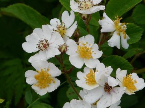 白色rosa multiflora 野蔷薇