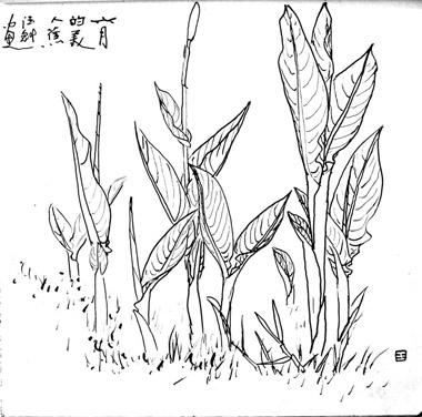 王德魁写生稿:《美人蕉图》