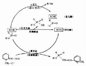 g类神经性毒剂ch3rop(o)f是一类强烈的胆碱酯酶抑制剂.