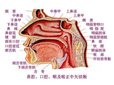 染性并发的多元型咽炎症状