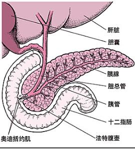 胰腺病的表现都有那些