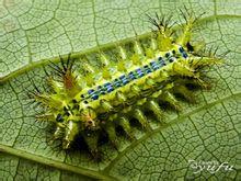 刺毛虫+-+搜搜百科