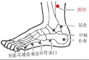 跗阳穴