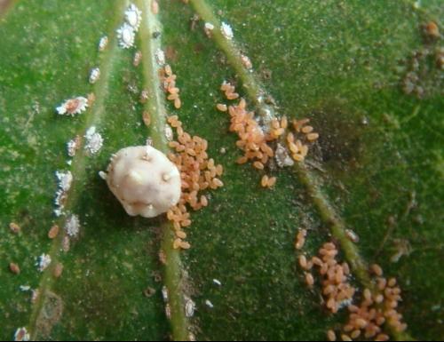 盾介壳虫是介壳虫类中最大的科,雌雄都有扁平的卵形躯体,有腊质介壳