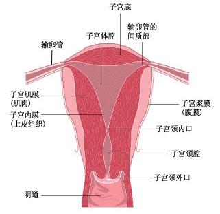 <em>女性</em>细菌性<em>尿道</em>炎