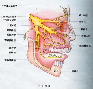 面部三叉神经分布图