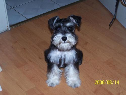 雪纳瑞犬+-+搜搜百科