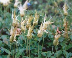 稀下位;果实成熟时为瘦果