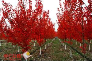 美国红枫树