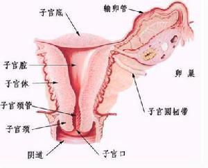 <em>女性</em>得了子宫腺肌瘤有哪些危害?