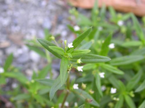 羊角桃,别名:蛇舌草,二叶律,竹叶菜,蛇利草.