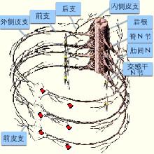 得了肋间神经通怎么办?是怎么引起的?