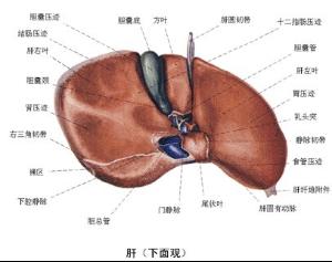 重型肝炎