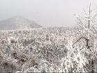 大坪霁雪