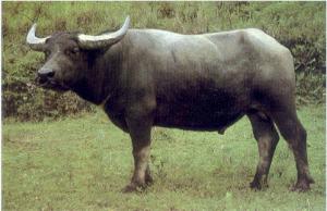 西林水牛主要产于广西的西林,隆林,田林等县.