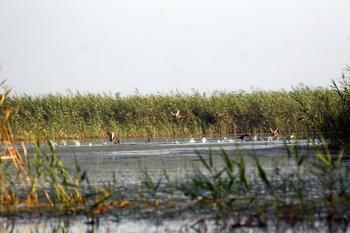 衡水湖国家湿地公园; 衡水湖湿地 - 搜搜百科