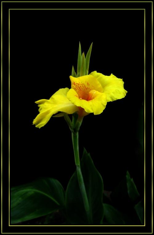 万年青花+-+搜搜百科