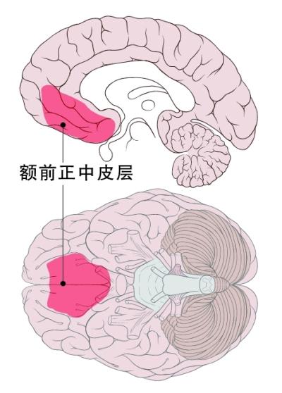 前额皮层