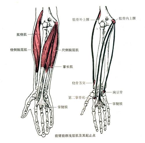 桡侧腕屈肌是人体上肢肌的一部分,分布的人体的小臂上.