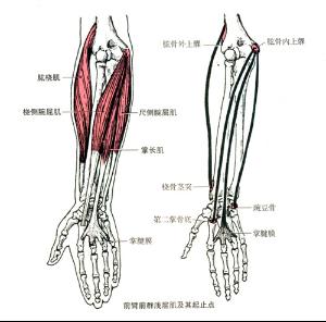 桡侧腕屈肌