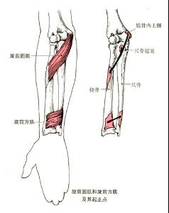 作用  前臂旋前,屈肘. 词条标签