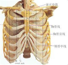 即胸骨柄上缘的中点到剑突中央的垂直线.词> 前正中线
