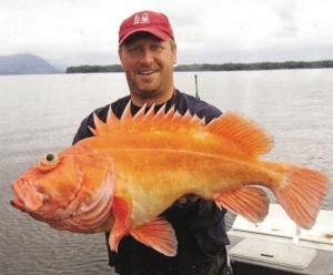 巨型非洲食人魚