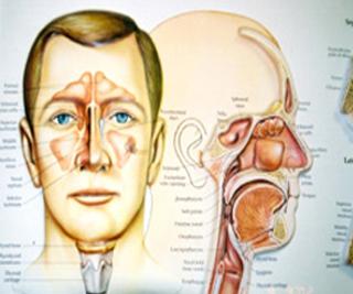 如鼻背中线皮样囊肿与鼻前庭囊肿;发生于上领骨的牙源性囊肿及发生于