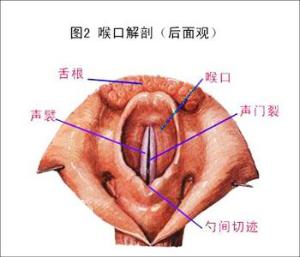急性咽喉炎有那些症状?