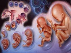 人体胚胎-+搜搜百科