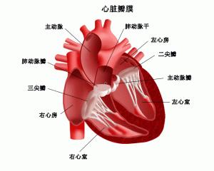 关于吉林省首个成人心脏瓣膜置换项目启动的毕业论文开题报告范文