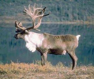 驯鹿(学名:rangifer tarandus),又名角鹿.