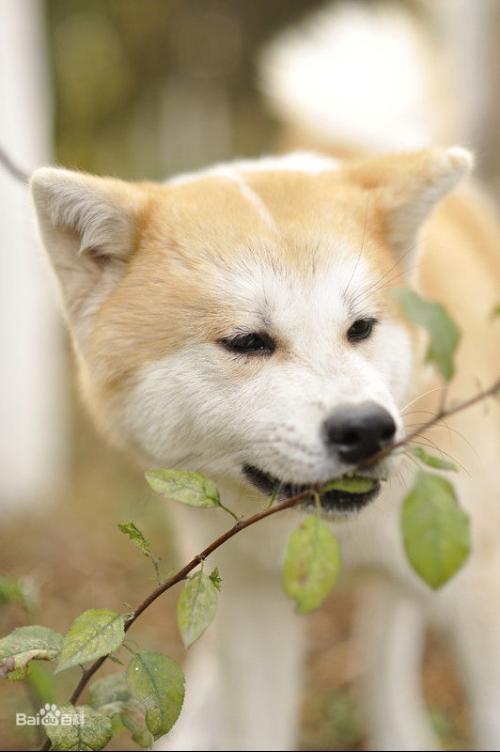 日本秋田犬